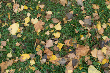 Fallen leaves in shades of brown on green grass