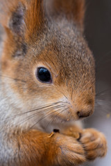 Wild squirrel from a city park in winter eating pine nuts on hand