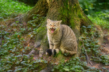 European wildcat (Felis silvestris) sitting with opened mouth showing teeth, its characteristic...