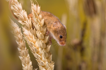 Harvest Mouse looking for food