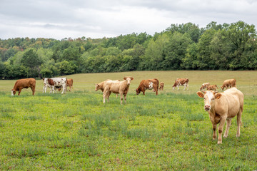 vaches dans un pâturage