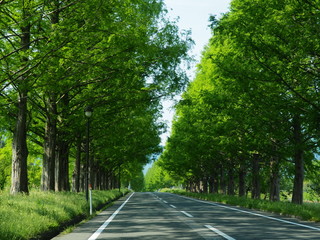 Obraz premium 新緑メタセコイア並木