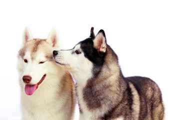 Couple of Siberian Huskies smiling with white background.