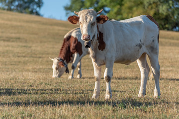 vaches dans un pâturage