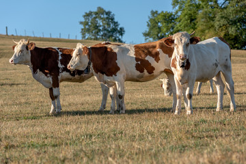 vaches dans un pâturage