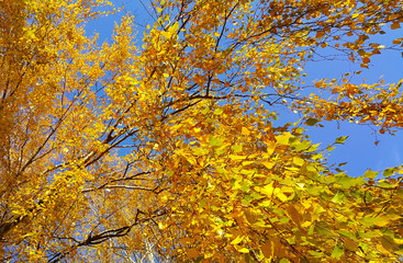 Fototapeta premium Branch of autumn birch tree with bright yellow leaves