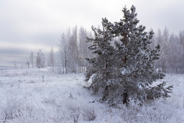 Winter landscape in Russia, a snowy field with birches, pine and dry grass in the snow and a gloomy winter sky is a characteristic winter view.