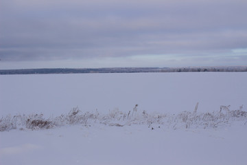 Dry grass in the snow on the outskirts of the Russian field in the winter evening, Ulyanovsk region, Russia