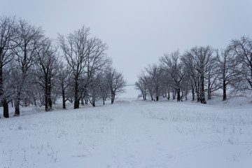 Oak grove in a snowy field at winter twilight in Russia