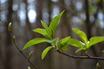 Awakening. Macro photo