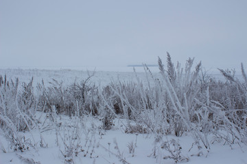 Dry grass in snow and frost on the banks of a large snow-covered river with an island far away in winter twilight in Russia