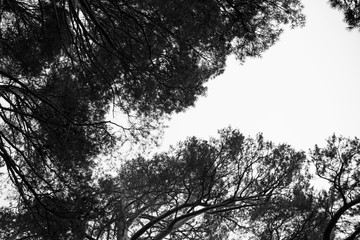 Fondo, pino, arbol, silueta, abstracto, cielo,foto blanco y negro.