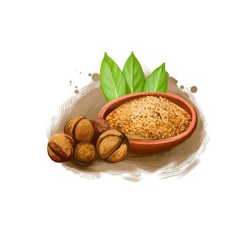 Jaiphal Powder Nutmeg Myristica fragrans ayurvedic herb digital art illustration with text isolated on white. Healthy organic spa plant widely used in treatment, for preparation medicines.