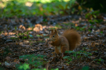 The red squirrel or Eurasian red squirrel (Sciurus vulgaris) is a species of tree squirrel in the genus Sciurus common throughout Eurasia.
