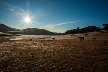 the horse family playing on the large meadow in plateau, beauty scenery with blue sky and peaceful...