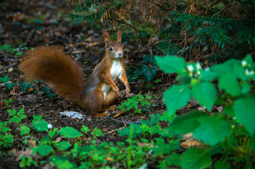 The red squirrel or Eurasian red squirrel (Sciurus vulgaris) is a species of tree squirrel in the genus Sciurus common throughout Eurasia.