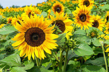 Obraz premium Vibrant sunflowers growing in a country garden.