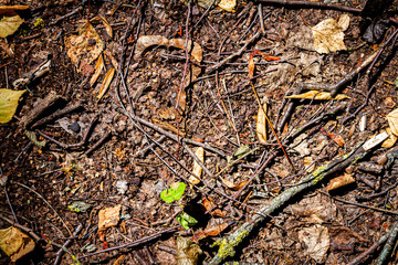 Natural pine forest ground