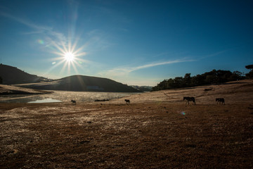 the horse family playing on the large meadow in plateau, beauty scenery with blue sky and peaceful...