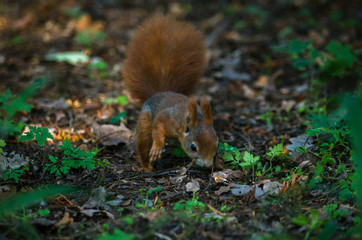 The red squirrel or Eurasian red squirrel (Sciurus vulgaris) is a species of tree squirrel in the...