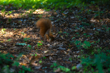 The red squirrel or Eurasian red squirrel (Sciurus vulgaris) is a species of tree squirrel in the genus Sciurus common throughout Eurasia.