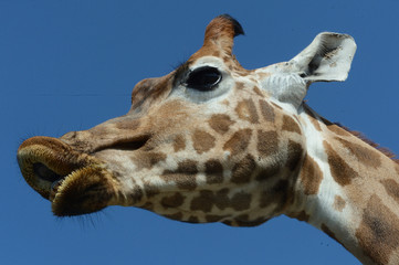 Giraffe 