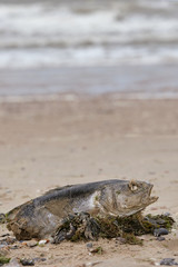 Close up of a dead fish on the beach