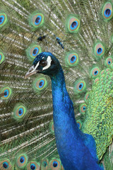 peacock