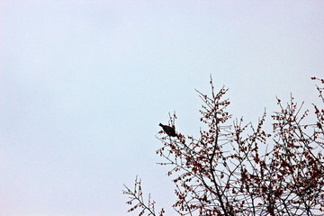 겨울나무가지에 새