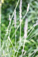 Lavender Bush in tones of purple in a cottage garden