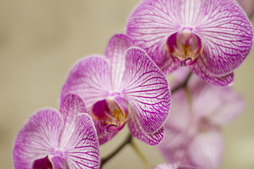 Purple Orchid flower Phalaenopsis, Falah, Dendrobium on a gray background. butterfly orchids. space for your text. Beautiful pink flowers close up. Indoor plants. Floristic. Texture. Background.