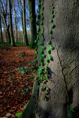 Fototapete bei efototapeten.de bestellen   