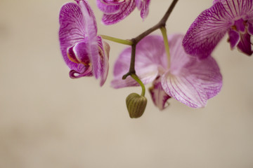Purple Orchid flower Phalaenopsis, Falah, Dendrobium on a gray background. butterfly orchids. space for your text. Beautiful pink flowers close up. Indoor plants. Floristic. Texture. Background.