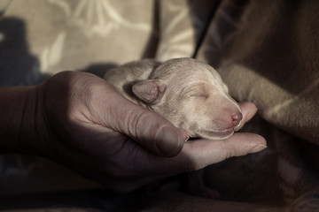 Puppy in hand