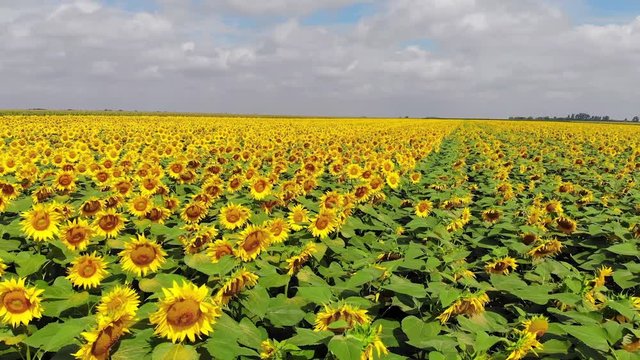 Aerial drone shot of beautiful yellow sunflower field, countryside landscape
