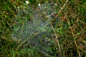 A spider web is a structure created by a spider out of proteinaceous spider silk extruded from its spinnerets, generally meant to catch its prey.