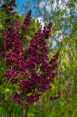 Syringa vulgaris (lilac or common lilac) is a species of flowering plant in the olive family...