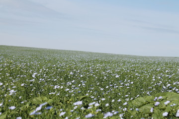 Flowers in the steppe