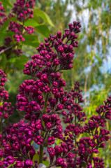 Syringa vulgaris (lilac or common lilac) is a species of flowering plant in the olive family...