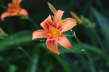 Bright orange lily flowers in the sunny garden.