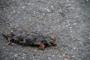 The European mole (Talpa europaea) is a mammal of the order Eulipotyphla.