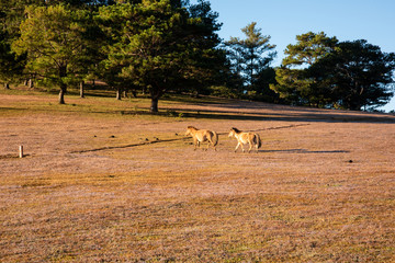 the horse family playing on the large meadow in plateau, beauty scenery with blue sky and peaceful...