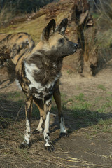 painted dog