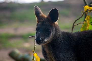 The swamp wallaby (Wallabia bicolor) is a small macropod marsupial of eastern Australia.