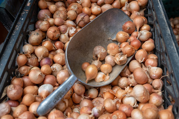 New harvest shallot onions at city market for sale