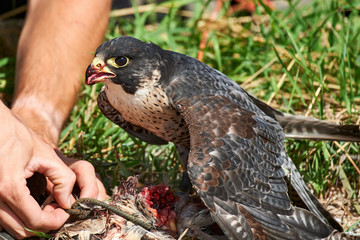 Falcon feeds on the flesh of the captured bird.