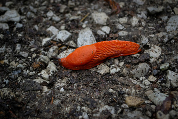 Nacktschnecke
