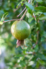 Developing Pomegranate Fruit on a tree