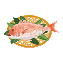 Red snapper 