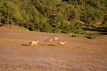 the horse family playing on the large meadow in plateau, beauty scenery with blue sky and peaceful...